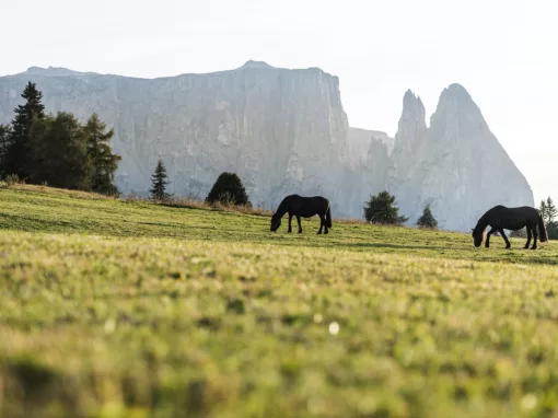Cavalli sull'Alpe di Siusi