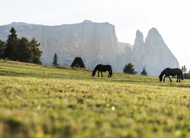 Pferde auf der Seiser Alm