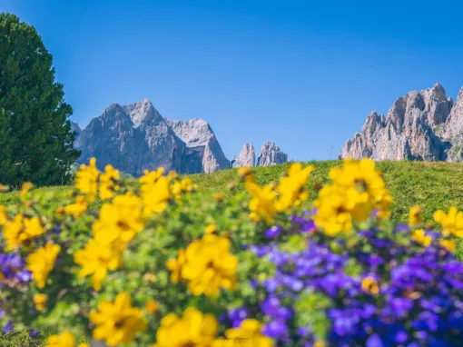 Prato fiorito in Val di Fassa, tappa 5 Dolomites Ronda