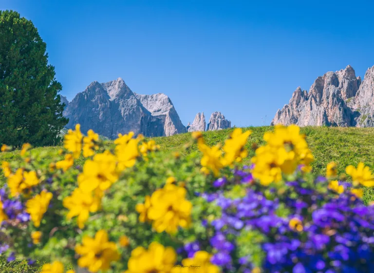 Blumen im Val di Fassa, Etappe 5 der Dolomites Ronda