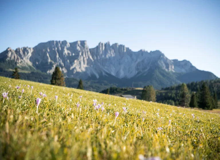 Latemar in Alto Adige