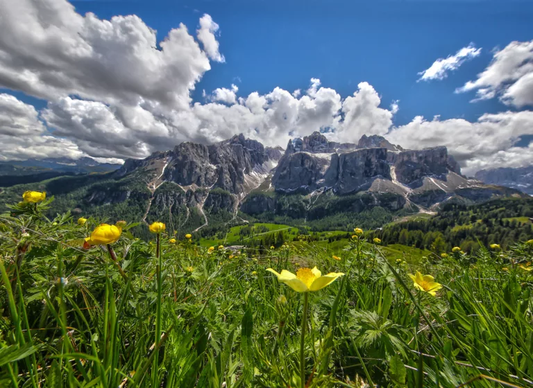 Blick auf eine Blumenwiese im Alta Badia